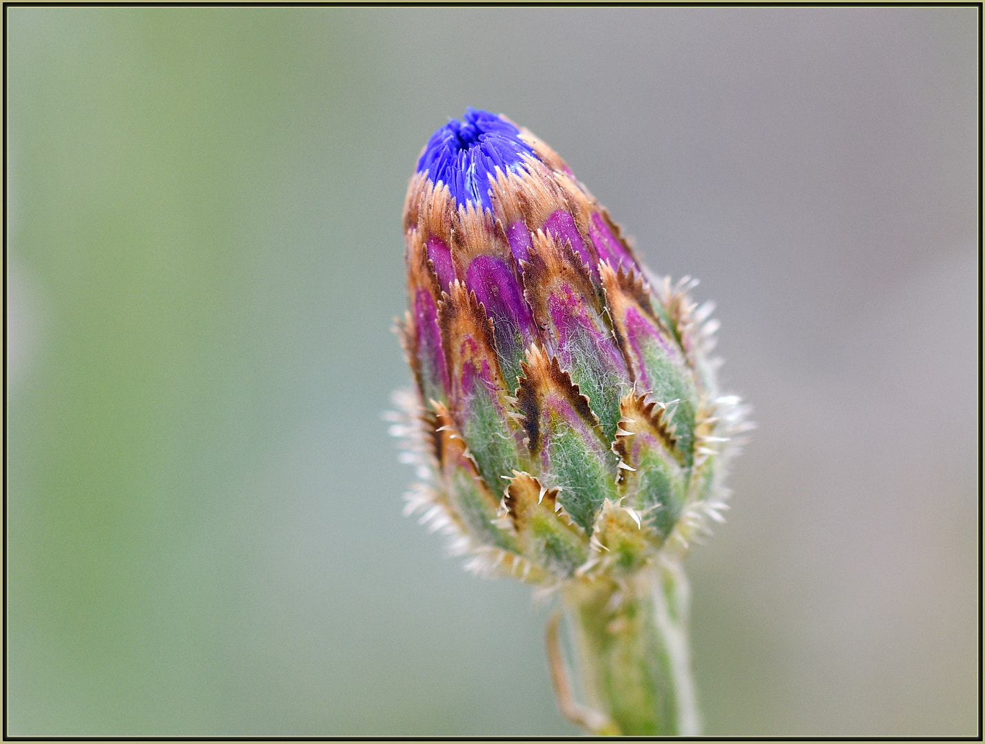 Sigma 105mm F2.8 EX DG OS HSM sample photo. Happy blue, pending photography