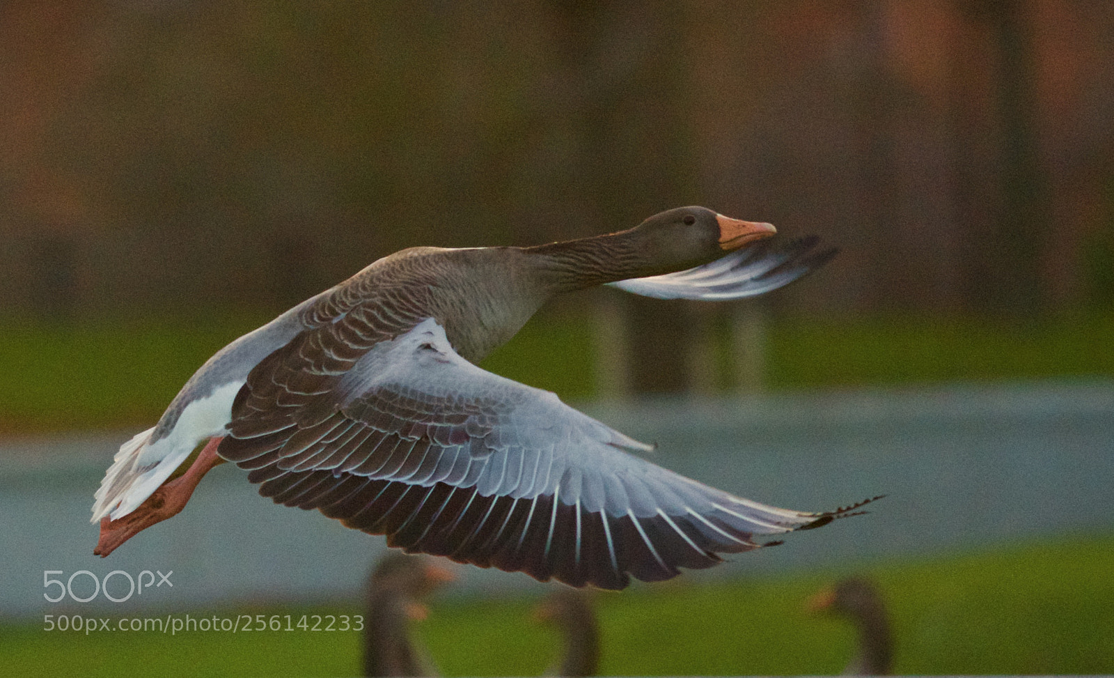 Nikon D500 sample photo. Take off photography