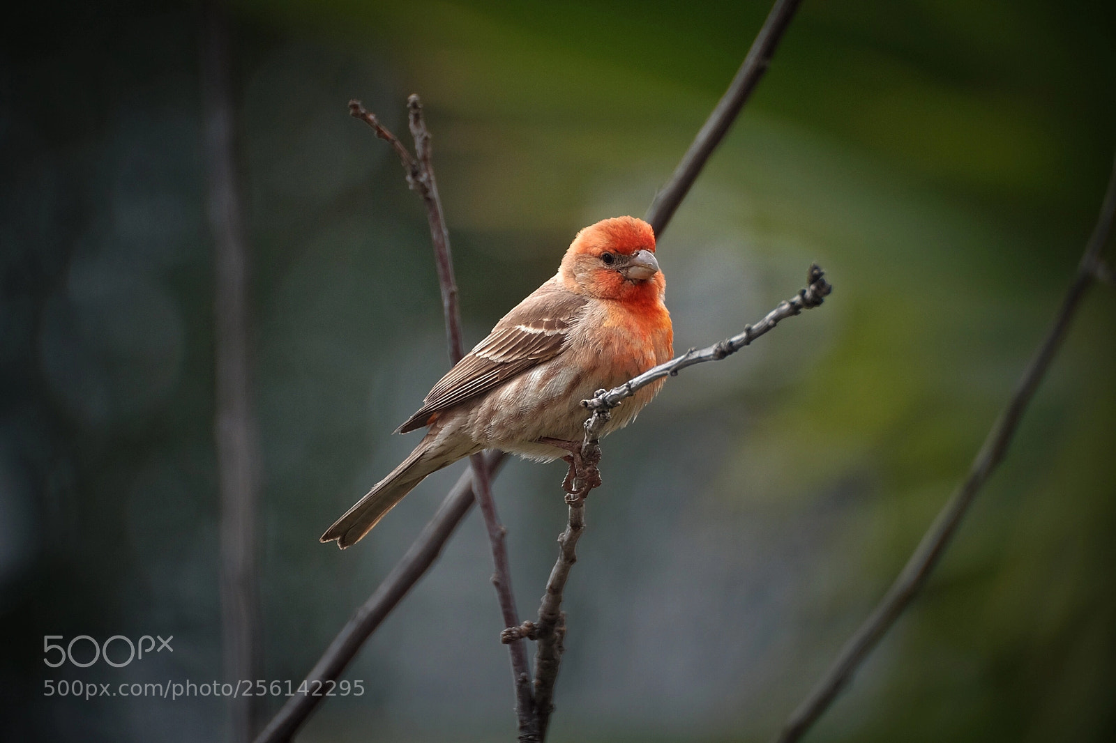Fujifilm X-T1 sample photo. A house finch  photography