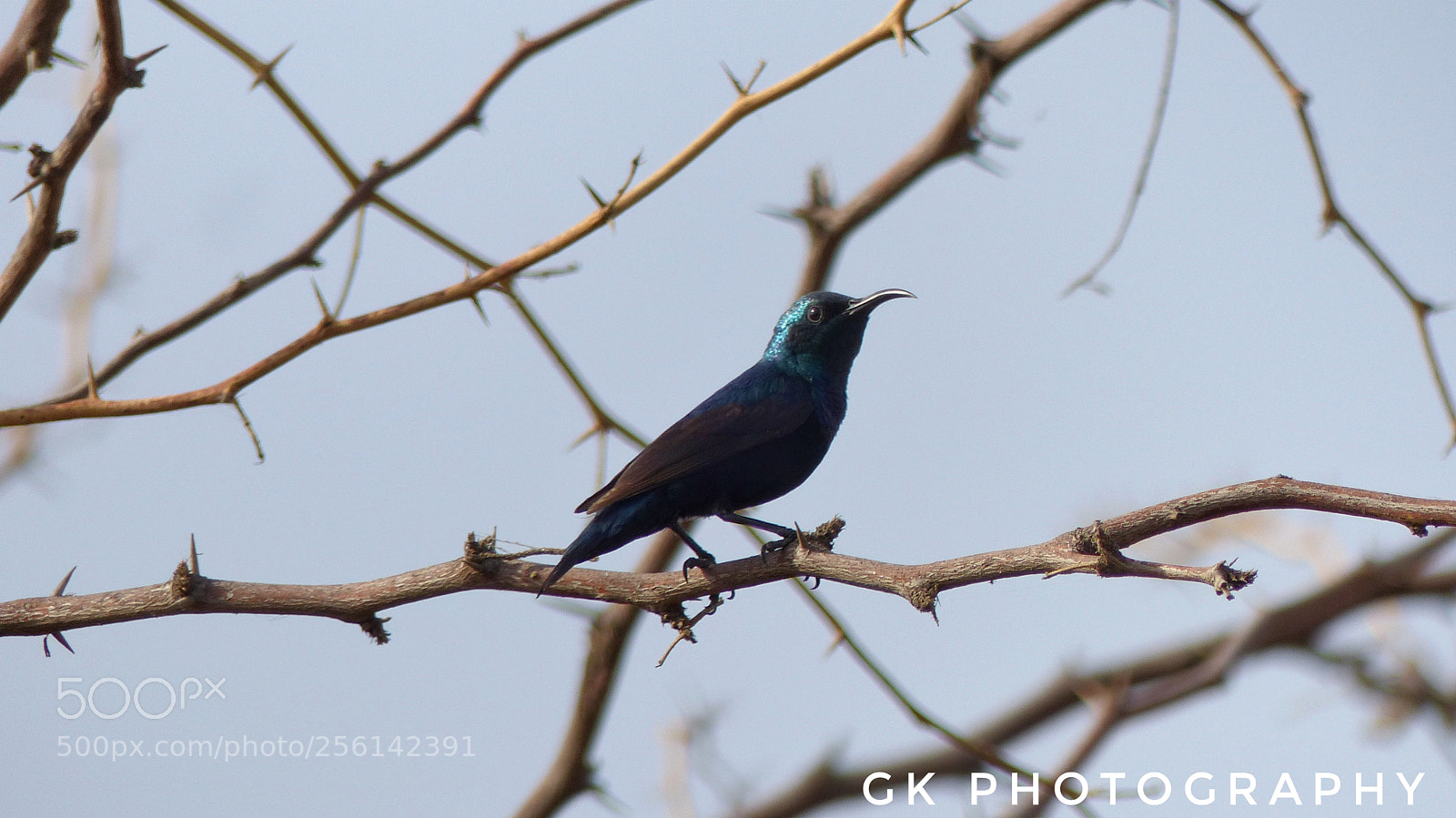 Panasonic Lumix DMC-FZ200 sample photo. Hummingbird photography