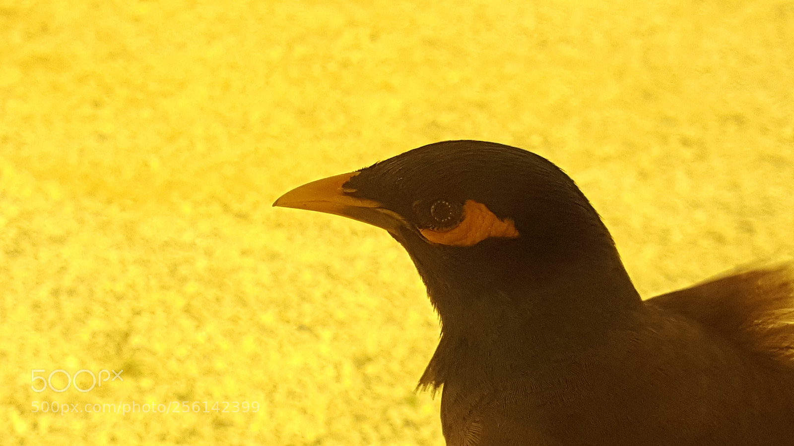 Samsung GALAXY S6 edge sample photo. Untitled photography