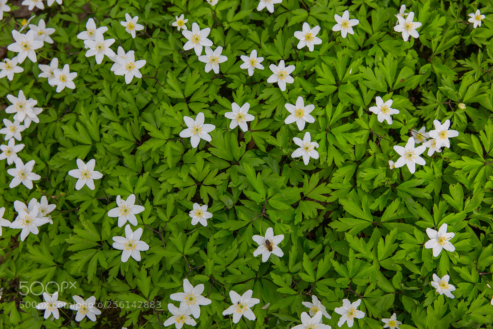 Canon EOS 6D sample photo. White flowers and green photography