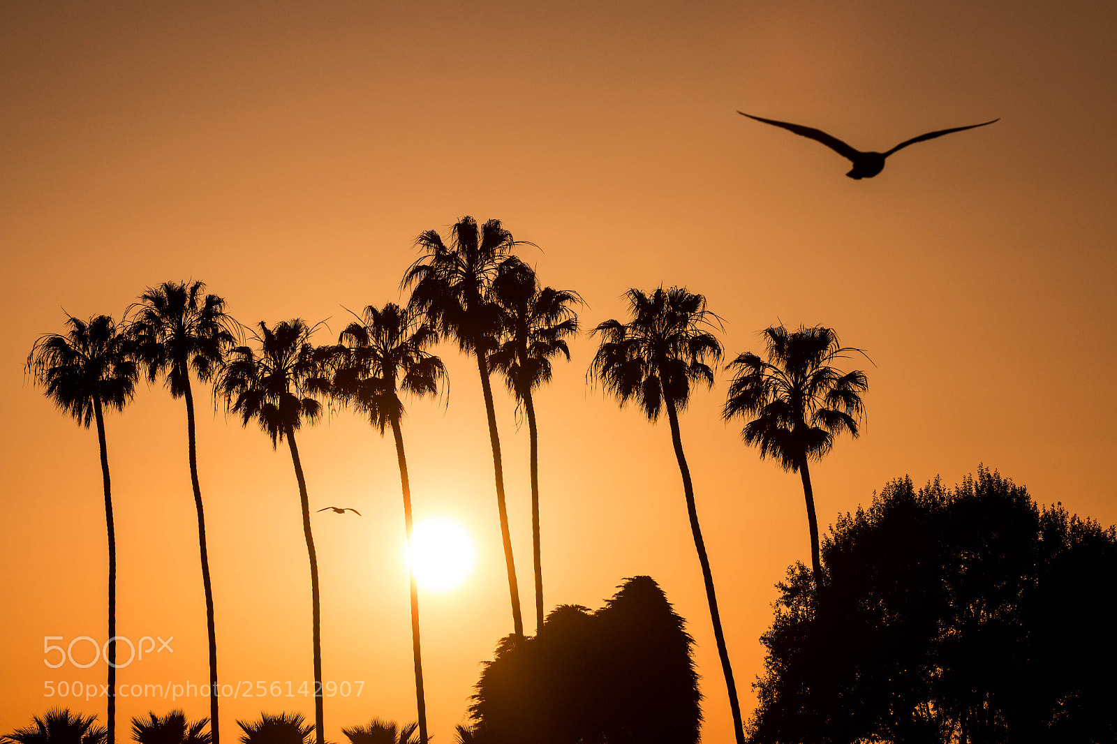 Canon EOS 70D sample photo. San diego sunset photography