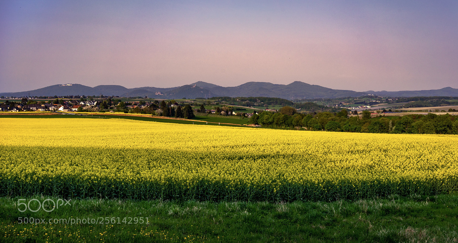 Sony a7 II sample photo. Fields of gold photography