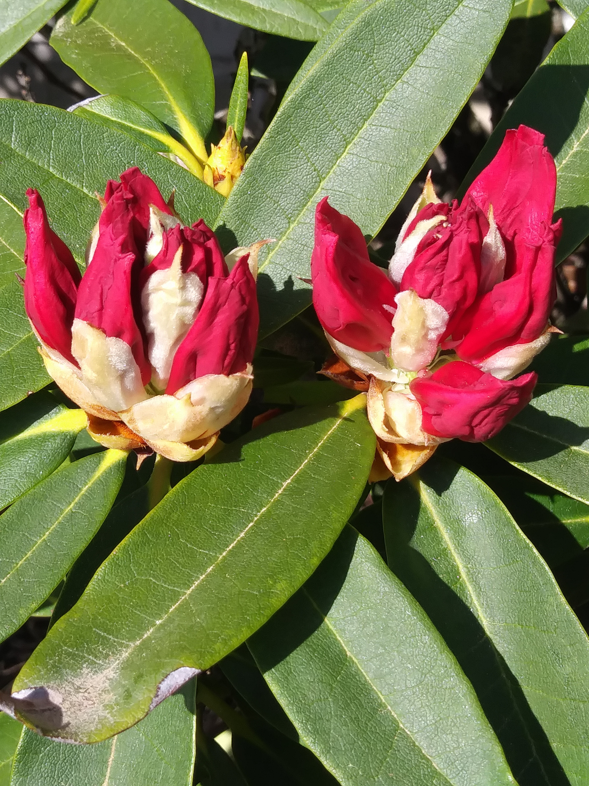 LG K20 PLUS sample photo