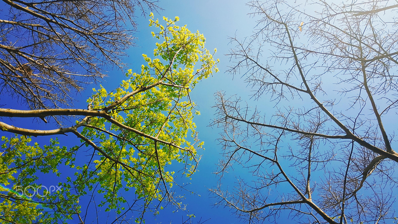 Meizu PRO 6 Plus sample photo