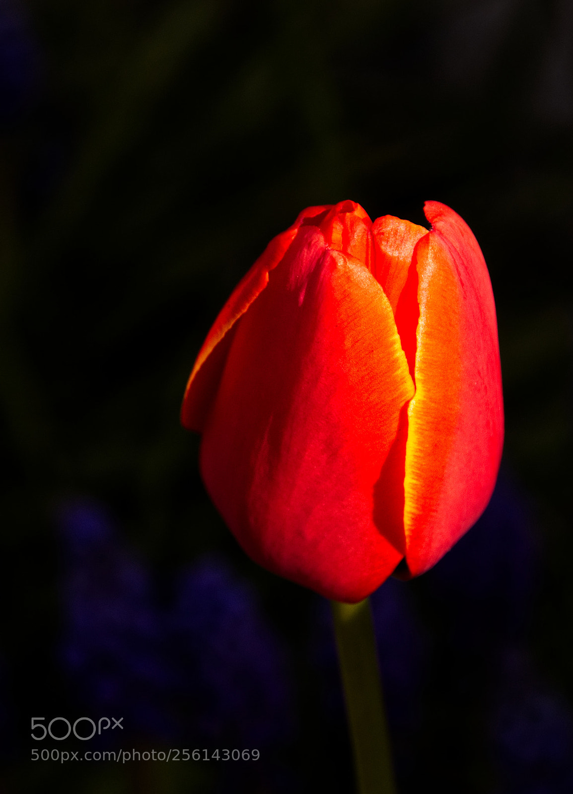 Nikon D7200 sample photo. Emerging tulip photography