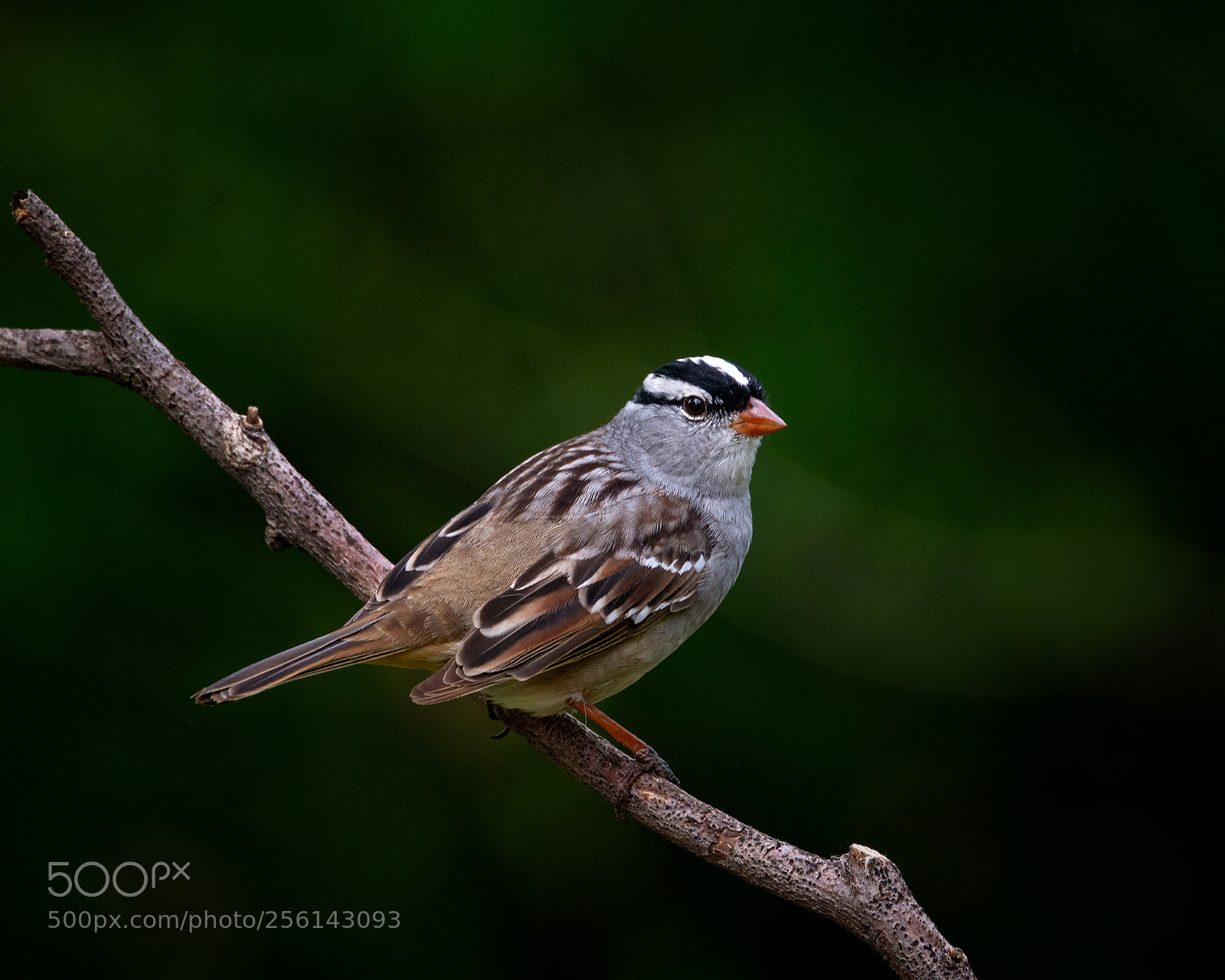 Nikon D7100 sample photo. White-crowned sparrow photography