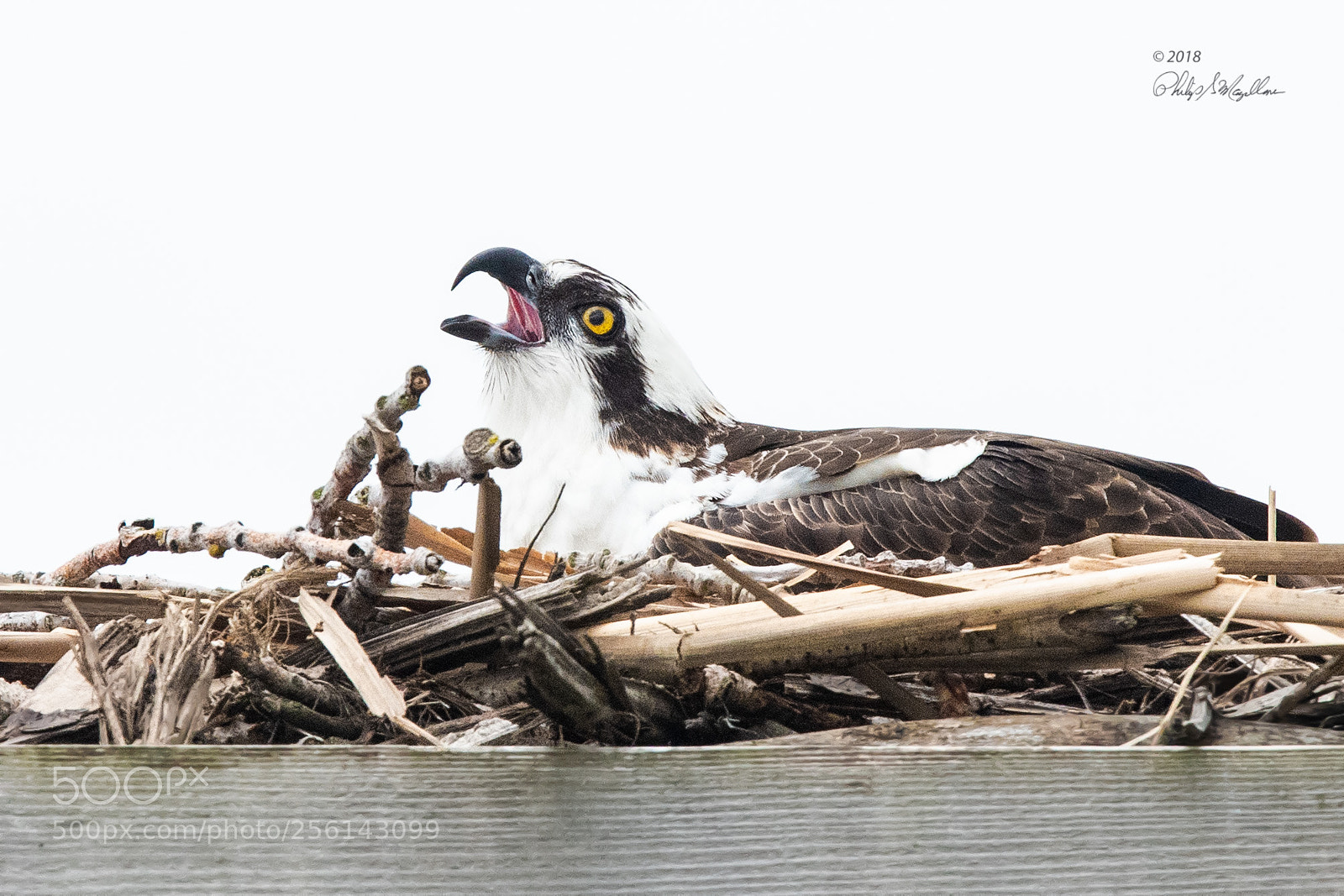 Nikon D500 sample photo. Osprey male photography