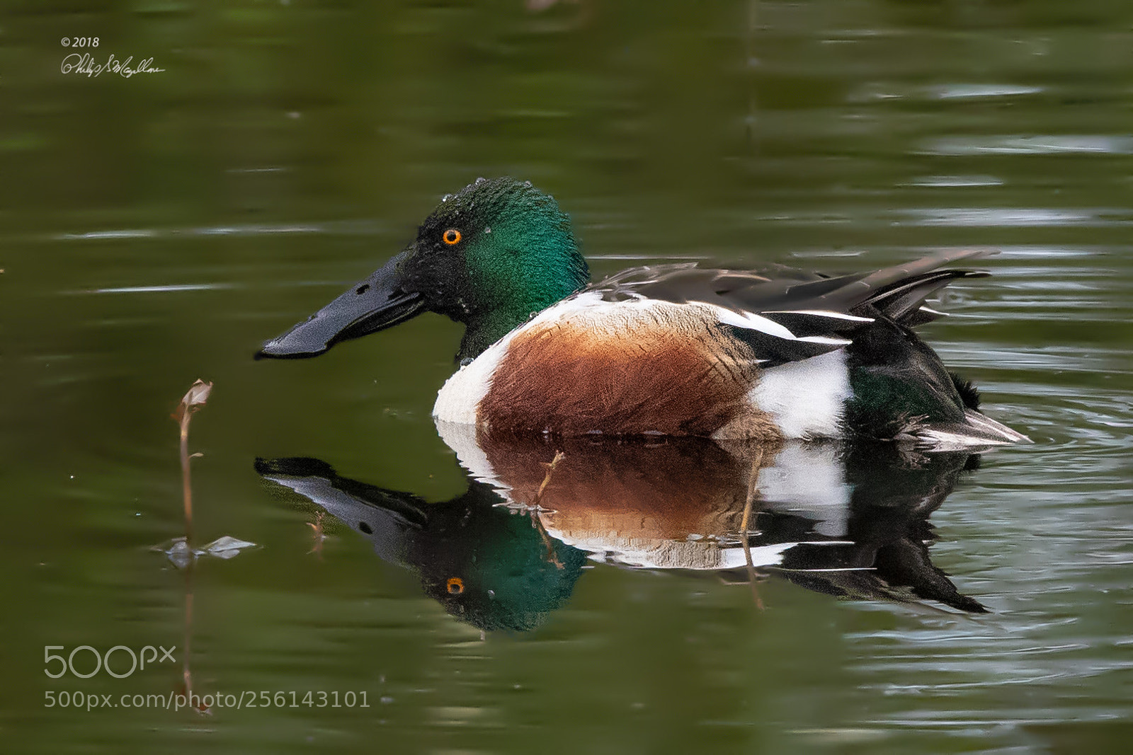 Nikon D500 sample photo. Northern shoveler drake photography