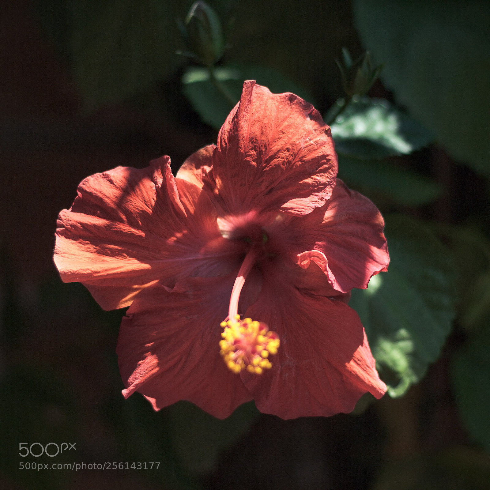 Canon EOS 600D (Rebel EOS T3i / EOS Kiss X5) sample photo. Red and gold photography
