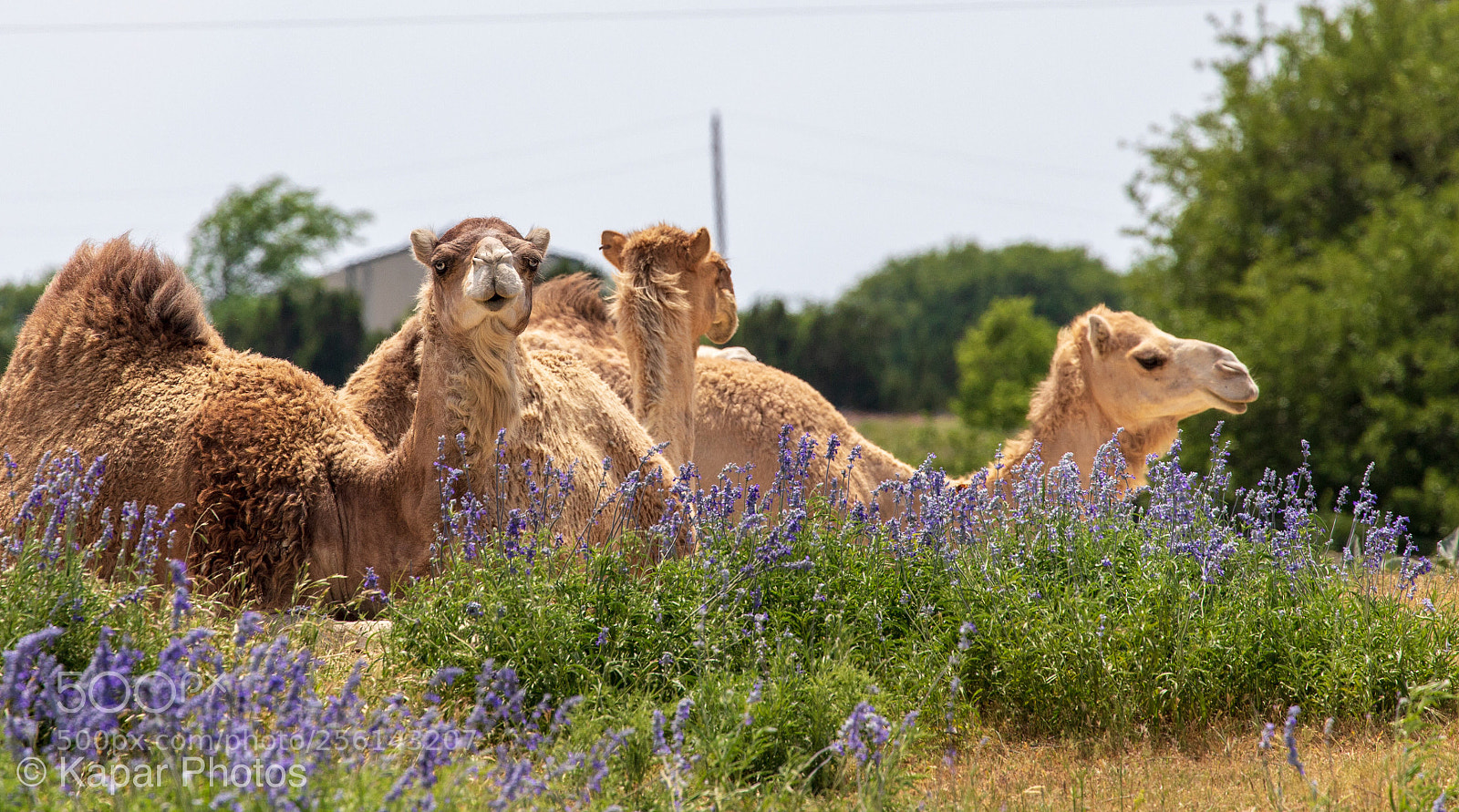 Canon EOS 6D Mark II sample photo. Lady camels photography