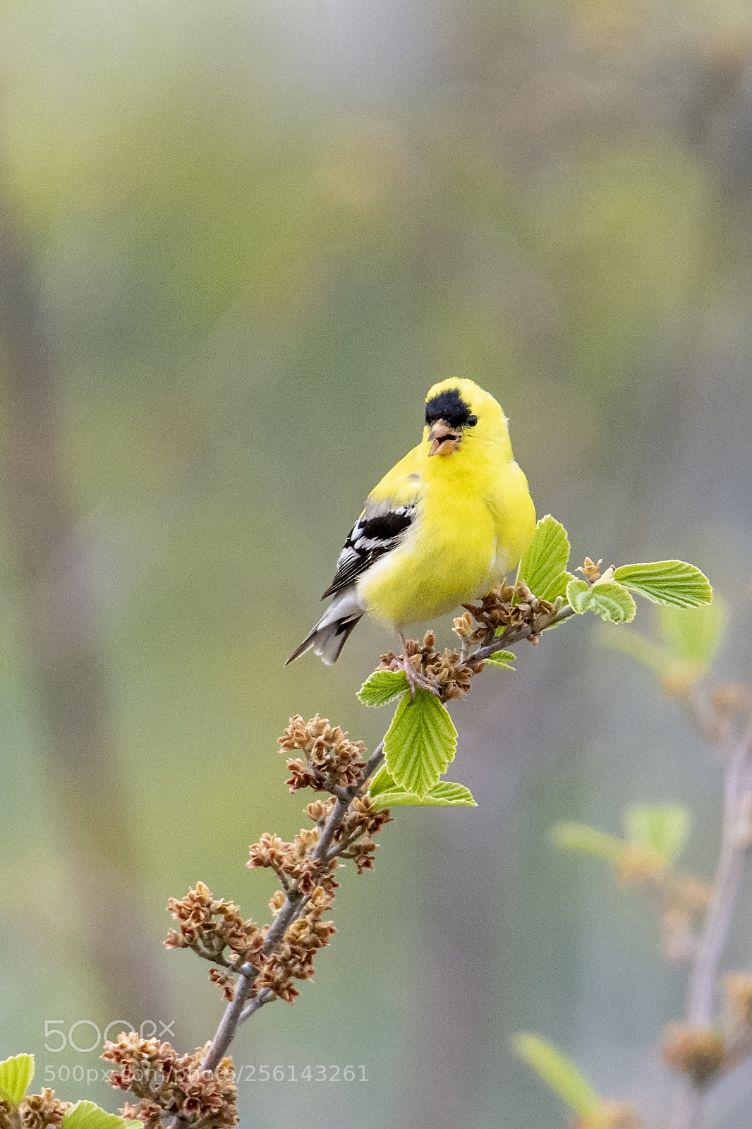 Nikon D850 sample photo. American goldfinch photography