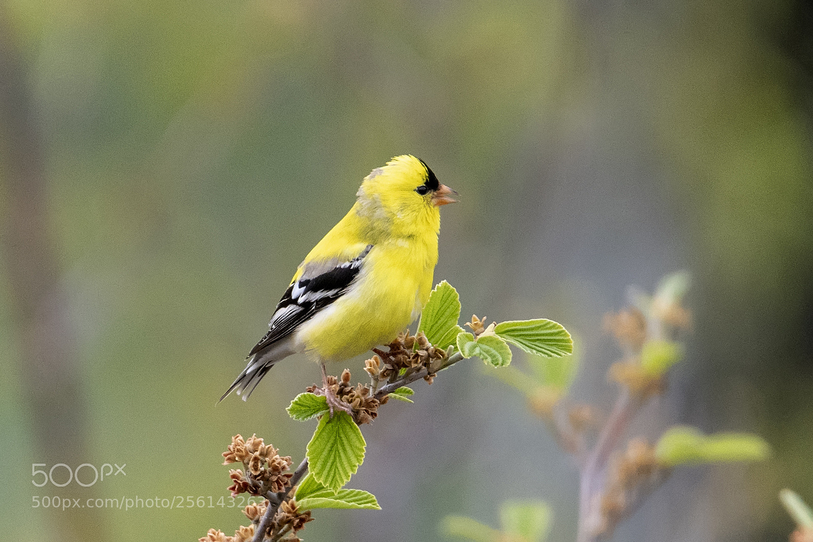 Nikon D850 sample photo. American goldfinch photography