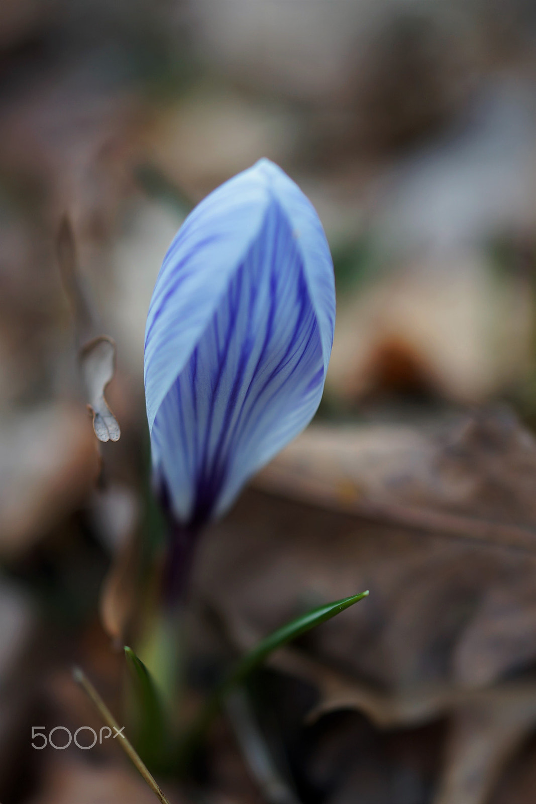 Sony Cyber-shot DSC-RX1 sample photo. Brave crocus photography