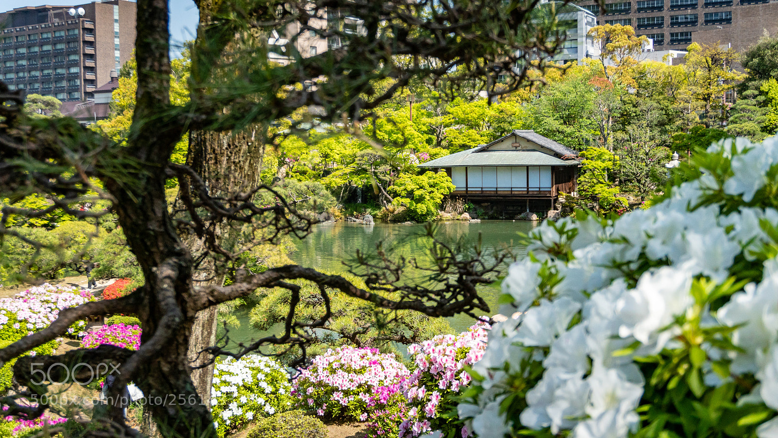Sony a6300 sample photo. Soraku-en ii photography