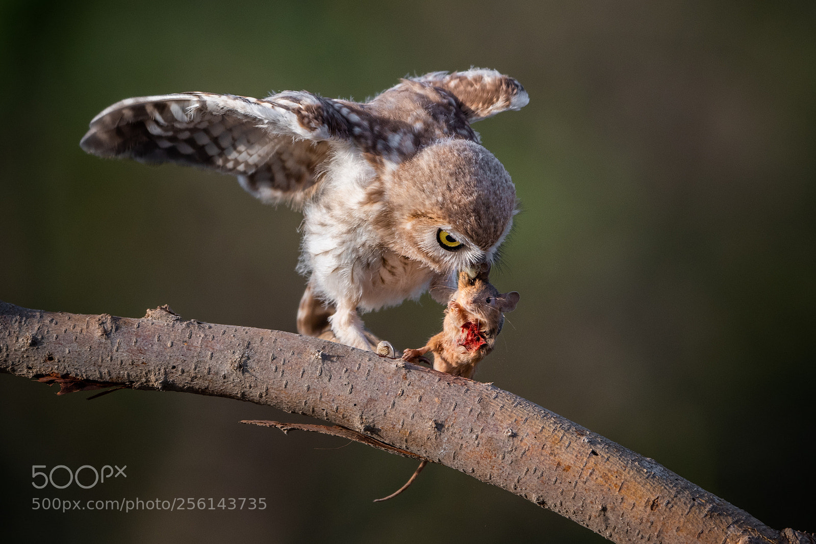 Nikon D850 sample photo. Little owl photography