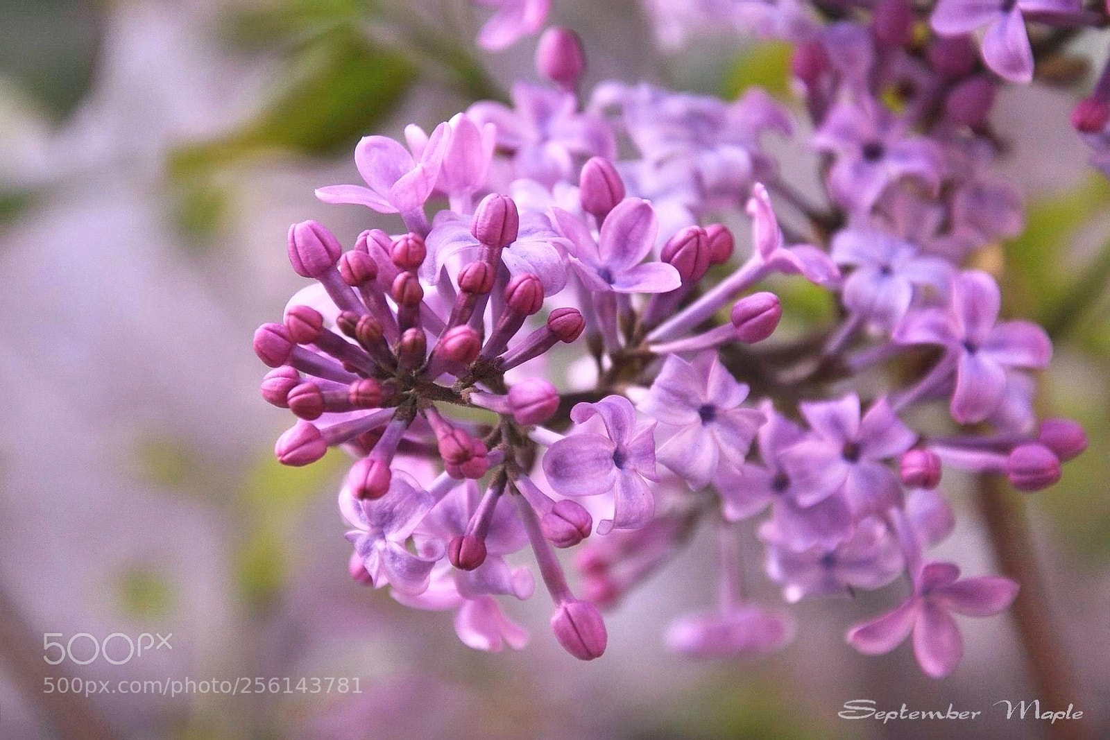 Nikon D90 sample photo. 春天的紫丁香 photography