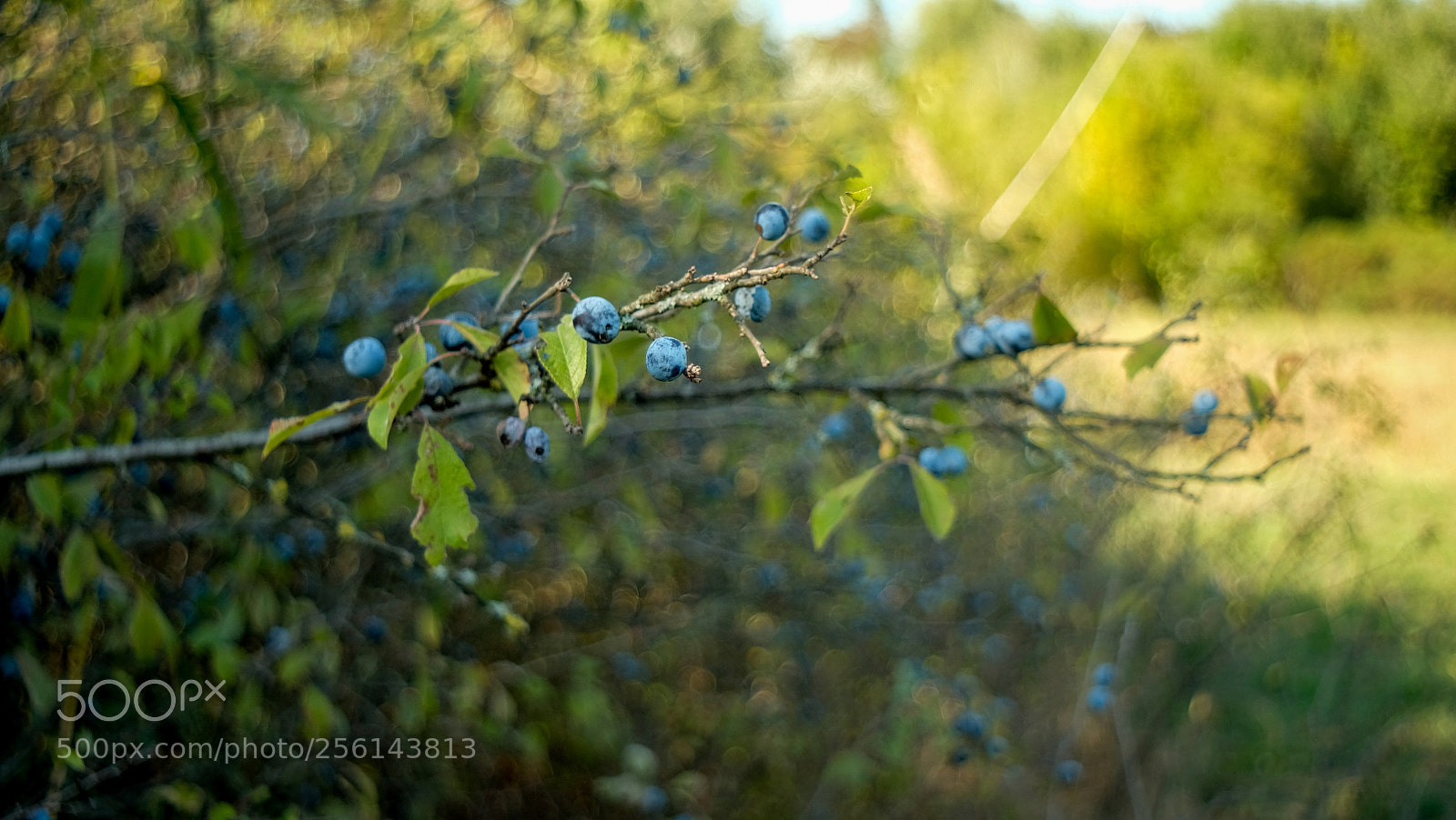 Fujifilm X-A1 sample photo. Untitled photography