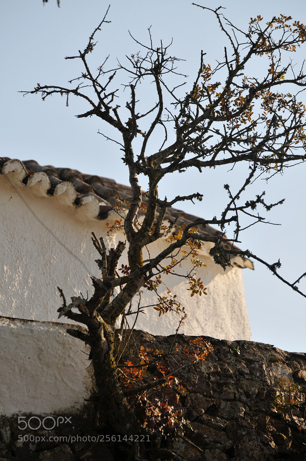 Nikon D300 sample photo. Tree photography