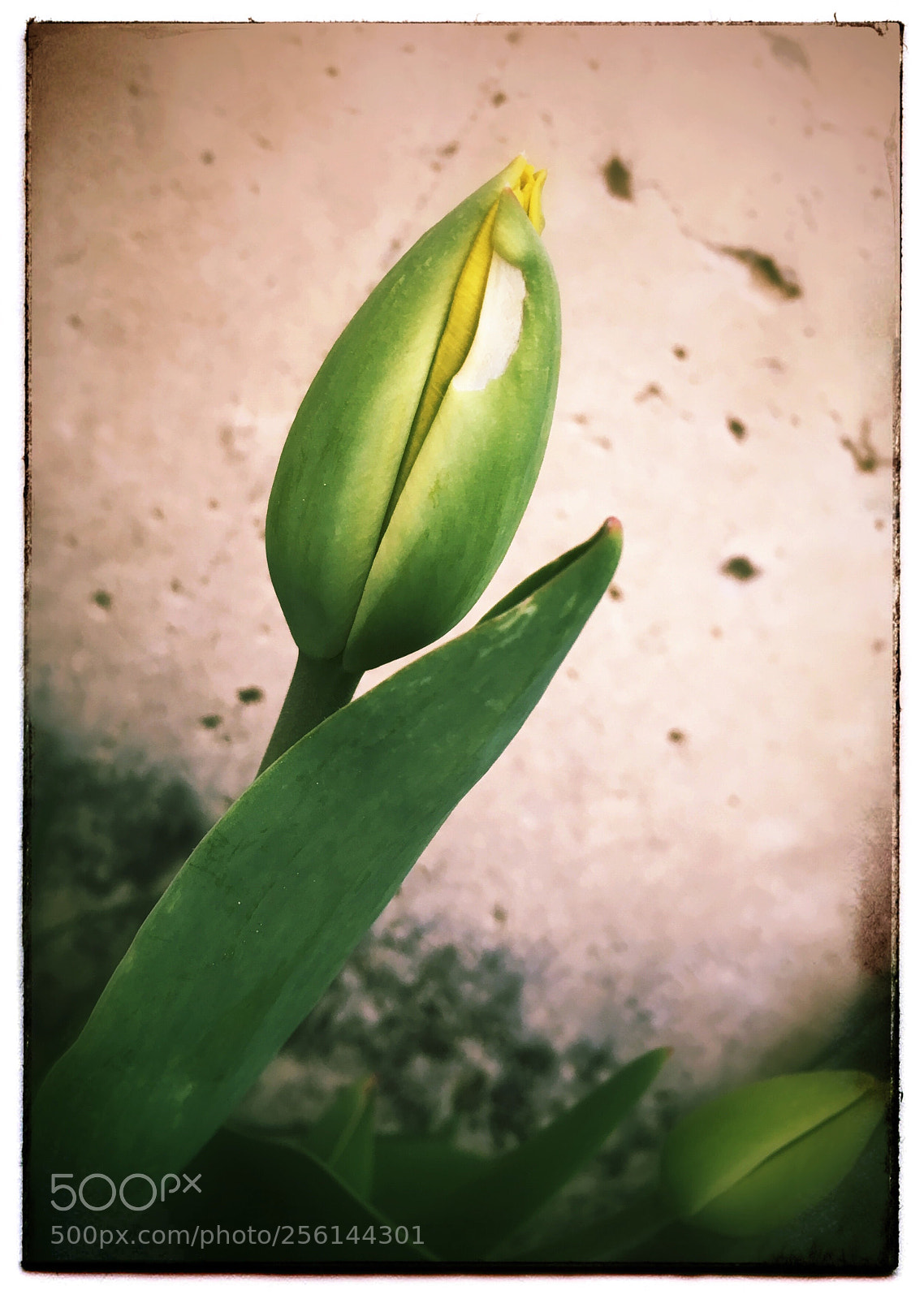 Apple iPhone SE sample photo. Tulip about to bloom. photography