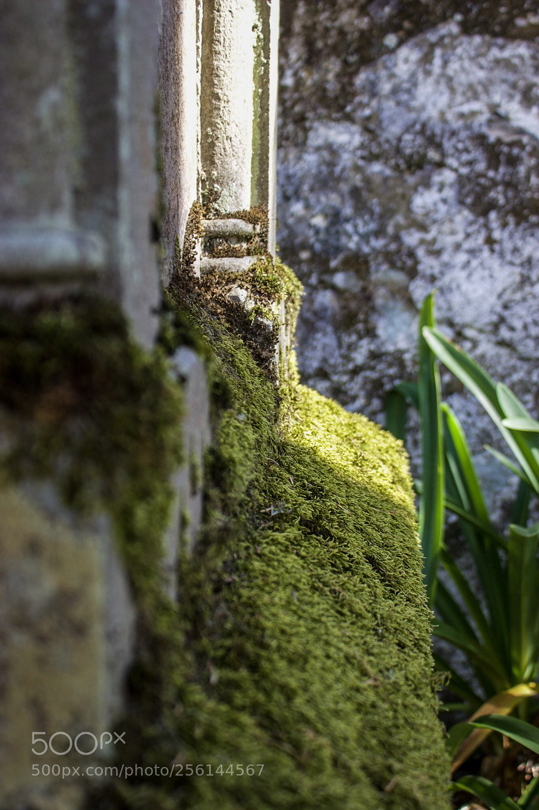Canon EOS 600D (Rebel EOS T3i / EOS Kiss X5) sample photo. English pantheon photography