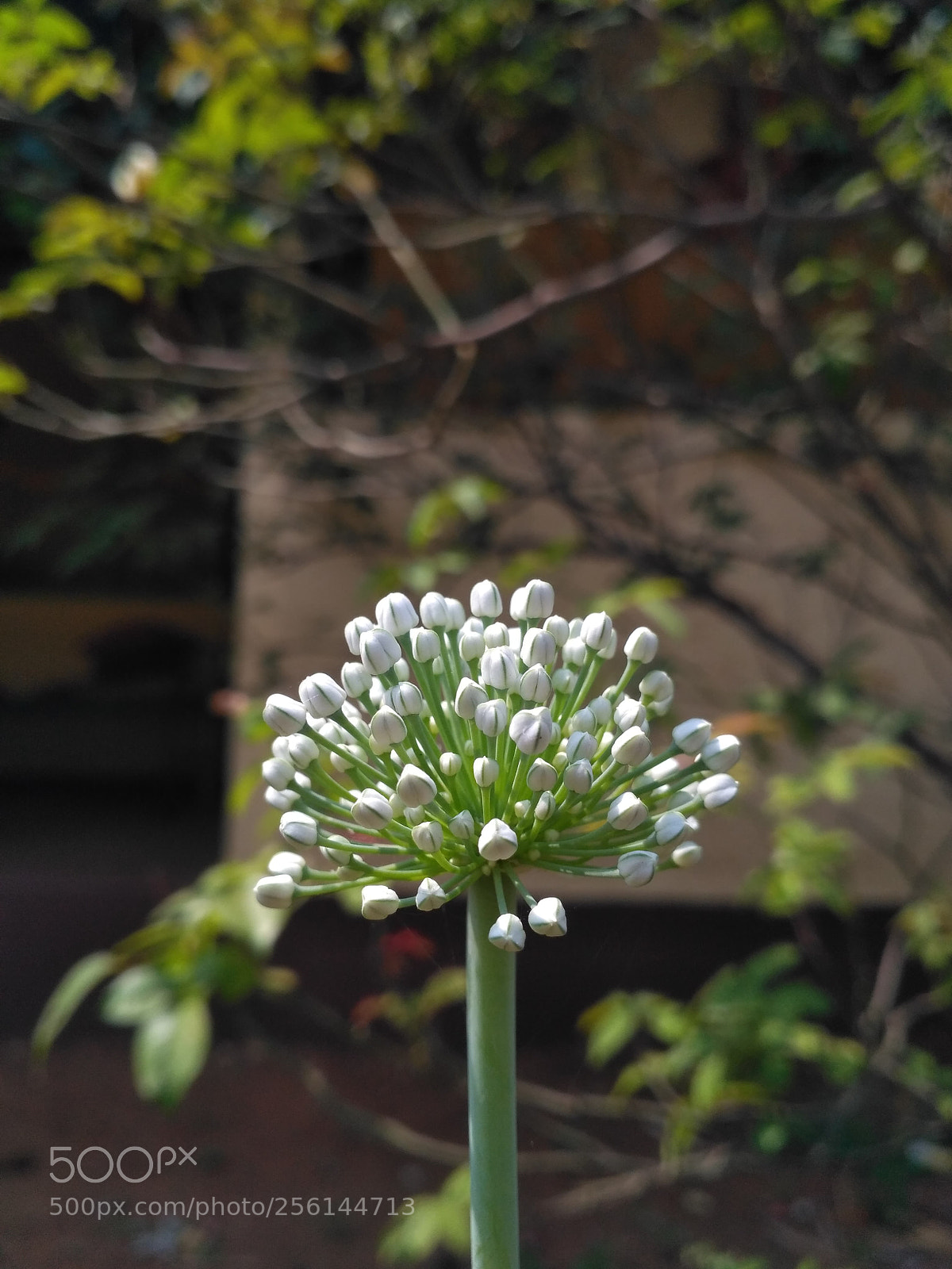 Xiaomi Redmi 3S sample photo. Untitled photography