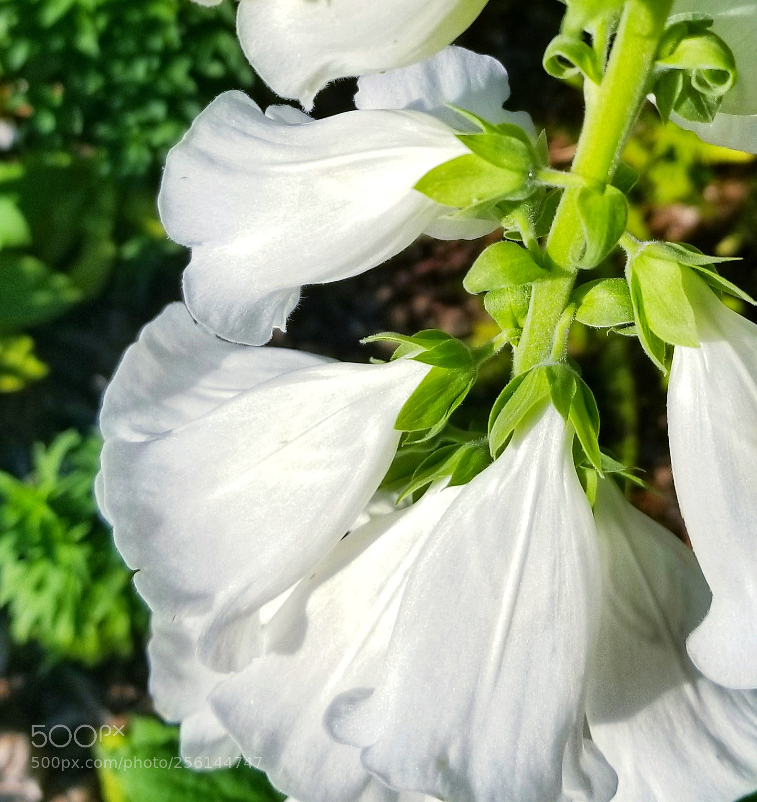 Samsung Galaxy S8 sample photo. Atlanta botanical garden photography