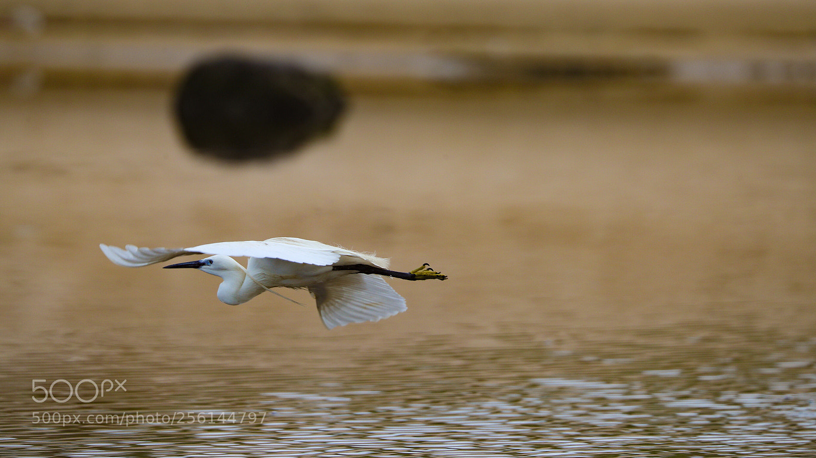 Canon EOS-1D X Mark II sample photo. Untitled photography
