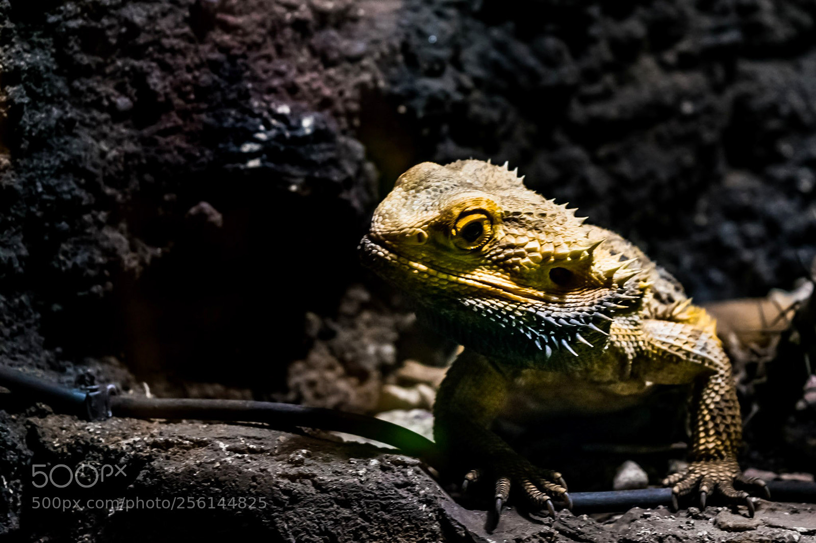 Nikon D3300 sample photo. Little dragon photography