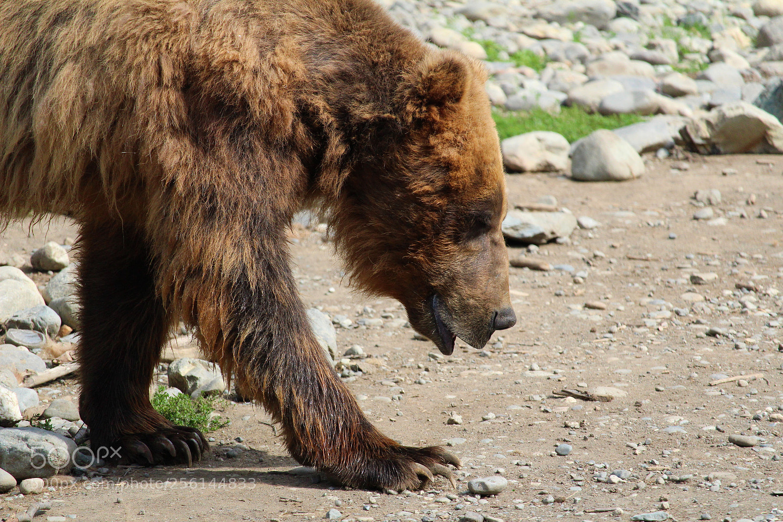 Canon EOS 1300D (EOS Rebel T6 / EOS Kiss X80) sample photo. Grizzly bear photography