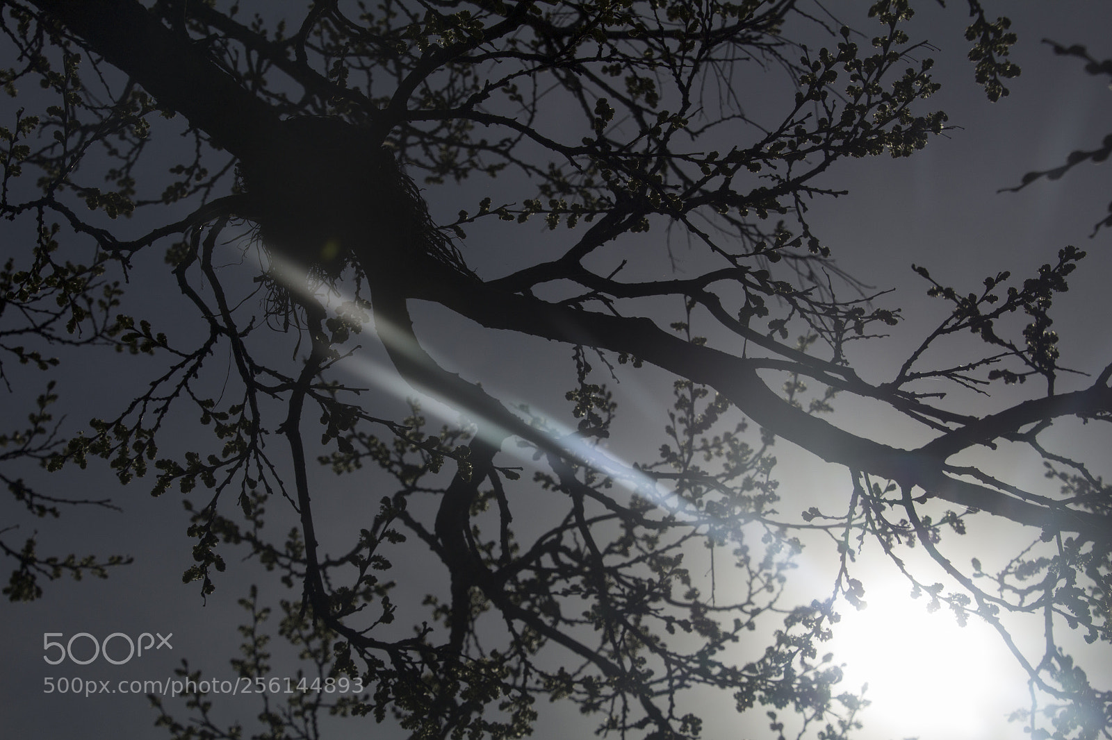 Canon EOS 1200D (EOS Rebel T5 / EOS Kiss X70 / EOS Hi) sample photo. Branch silhouette and sunlight. photography