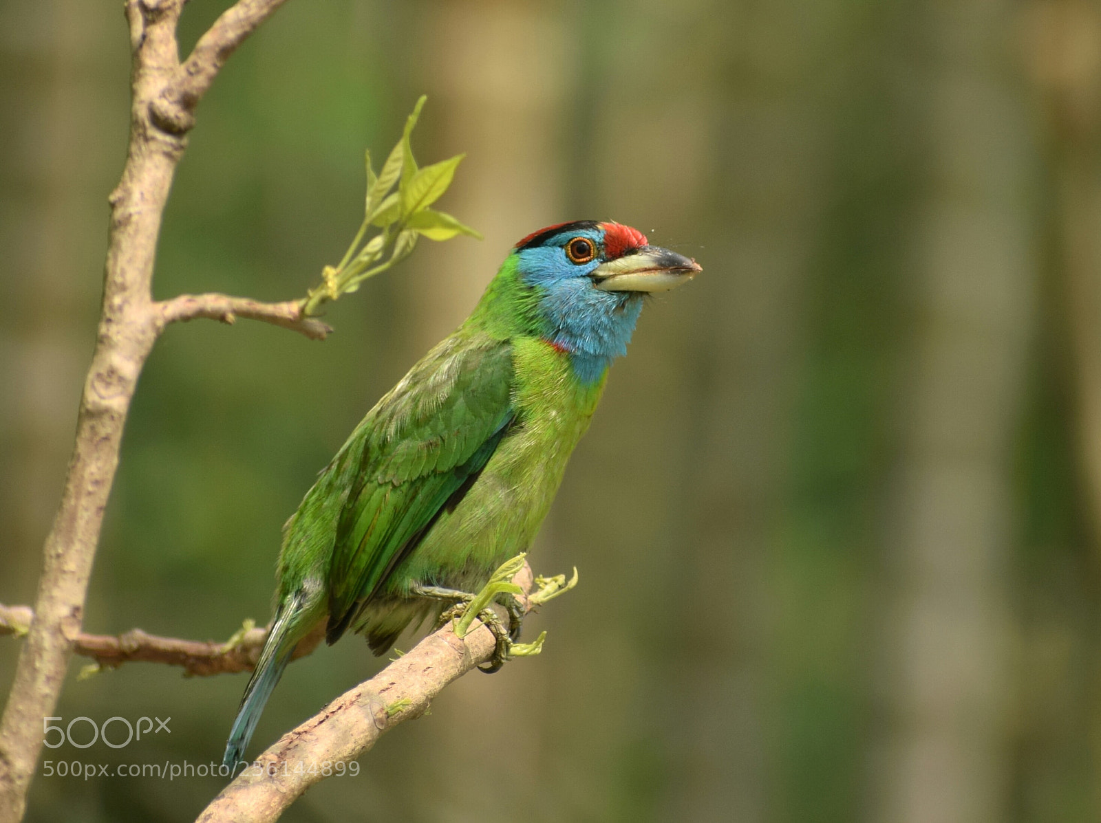 Nikon D3300 sample photo. Blue-throated barbet photography