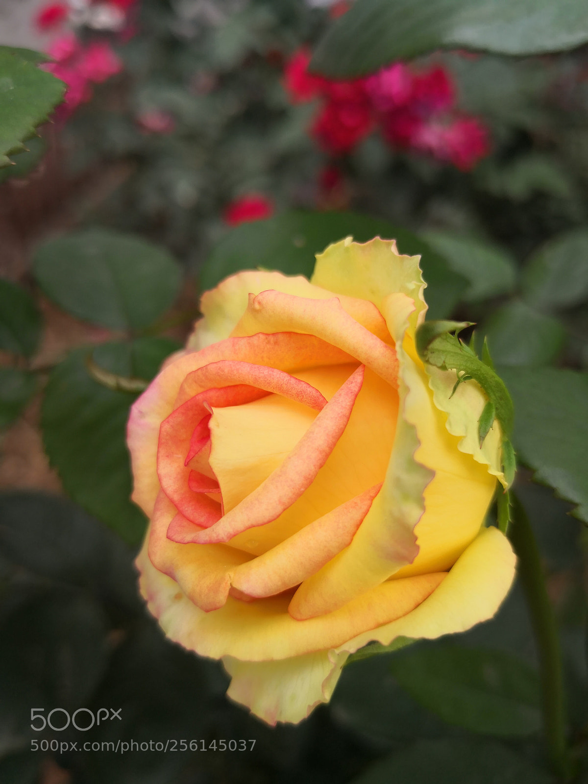 HUAWEI Mate 10 sample photo. Untitled photography