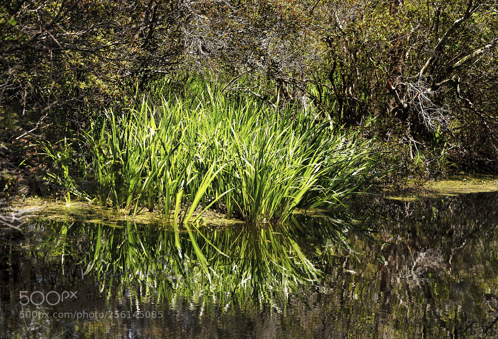 Sony a7R III sample photo. Wetlands reflection photography