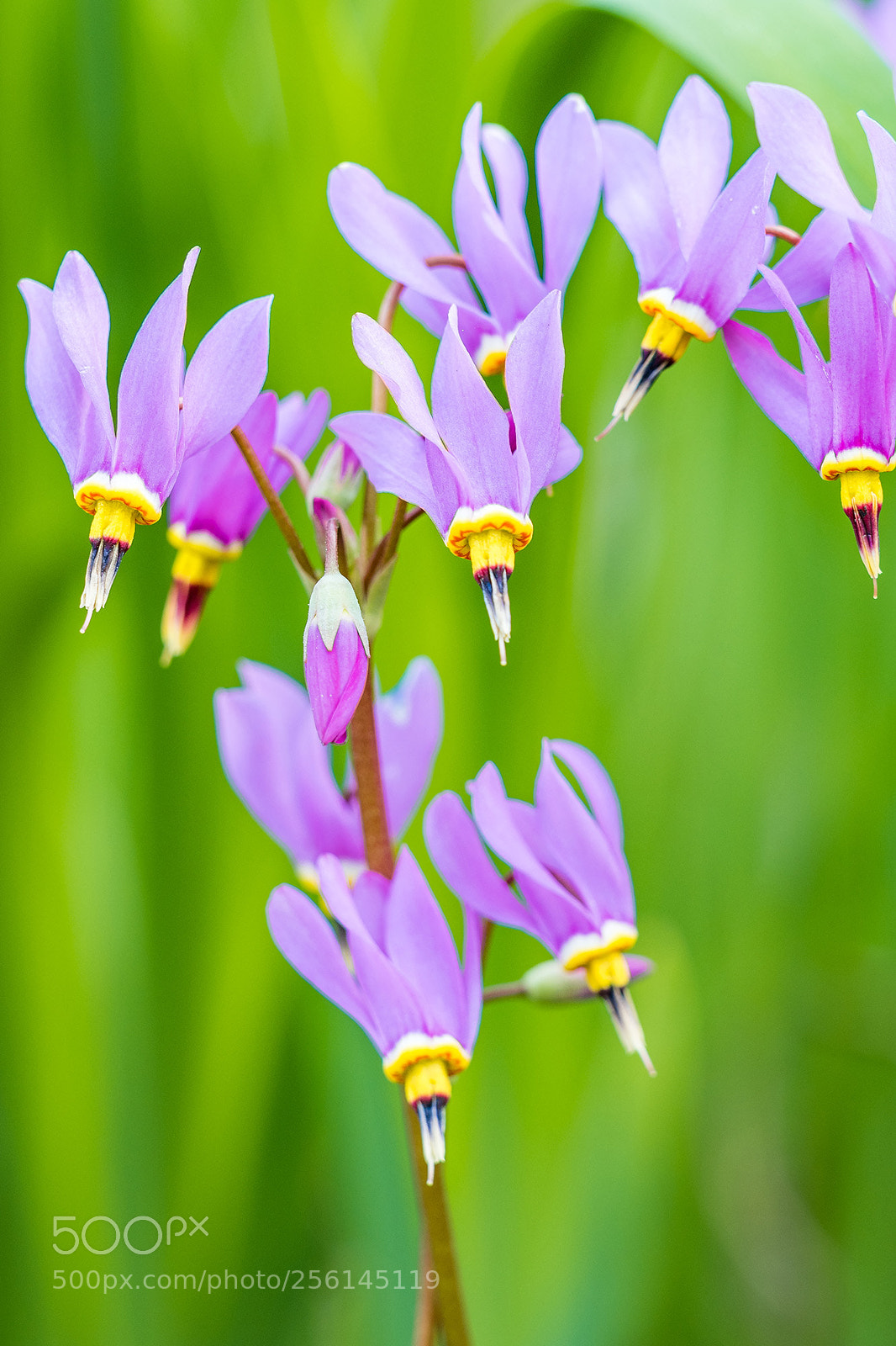 Olympus OM-D E-M5 II sample photo. Purple flower photography