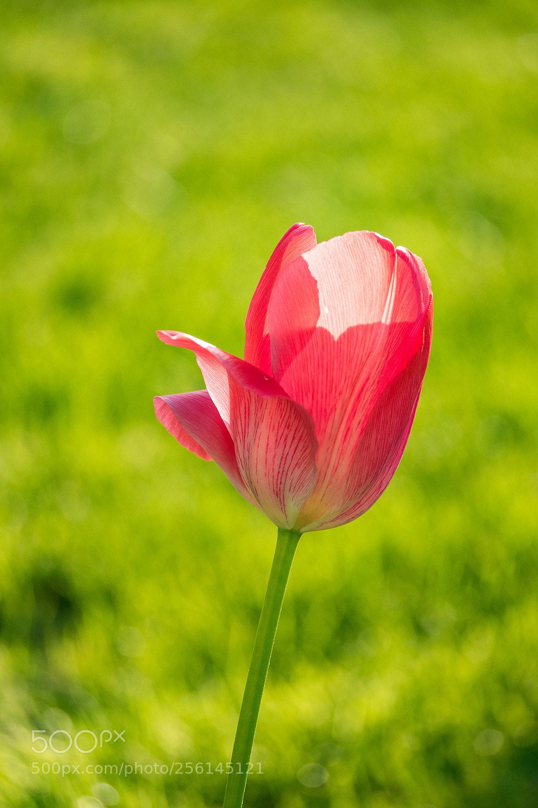 Olympus OM-D E-M5 II sample photo. Red tulip photography
