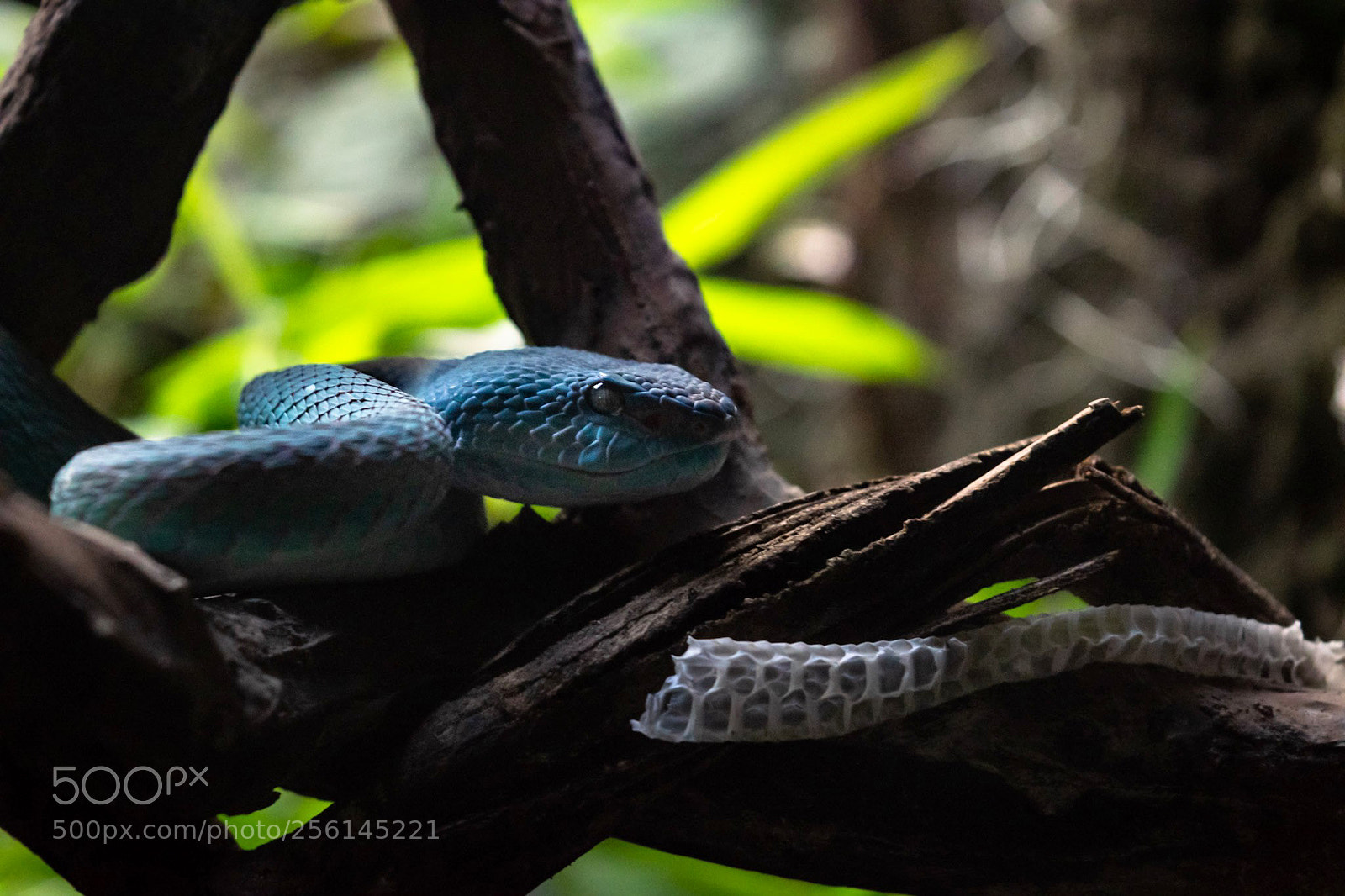 Nikon D3300 sample photo. Just waiting, blue photography