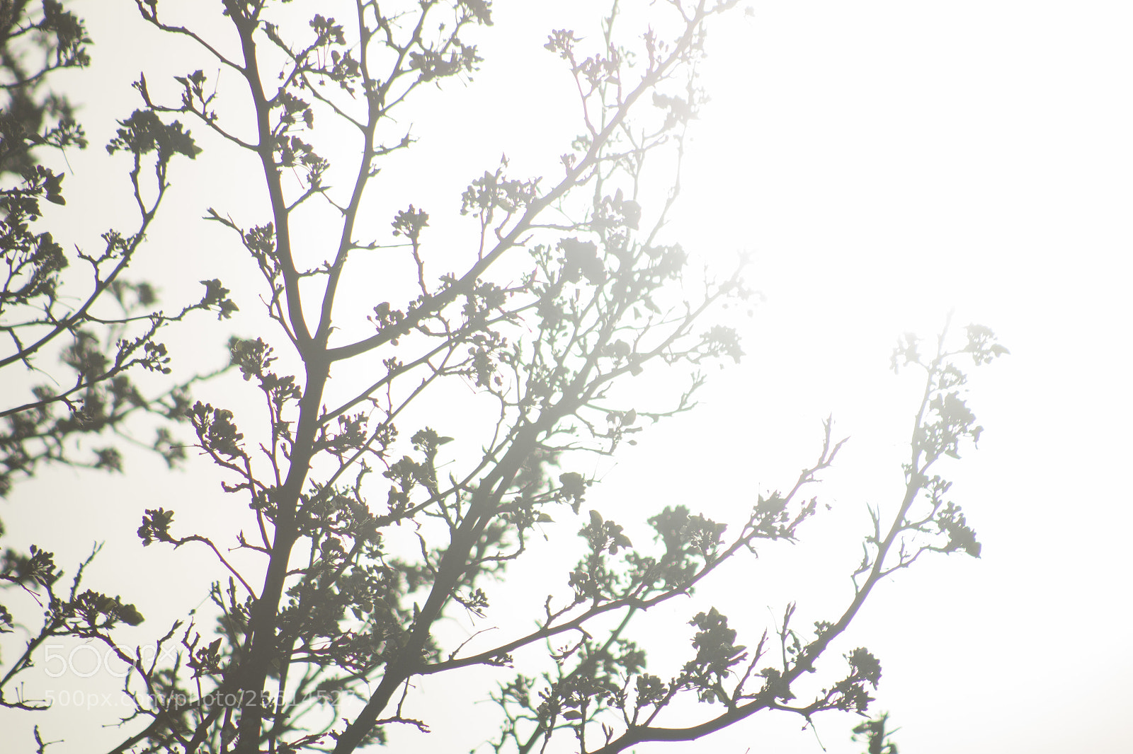 Canon EOS 1200D (EOS Rebel T5 / EOS Kiss X70 / EOS Hi) sample photo. Blooming heavenly tree silhouette. photography