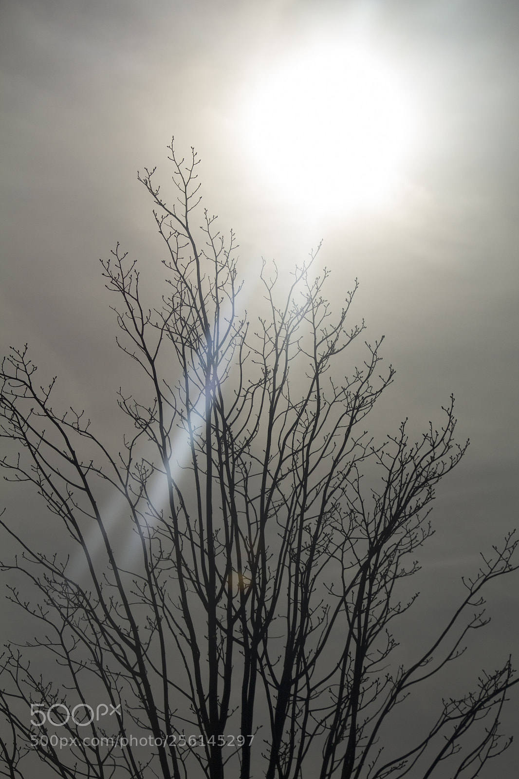 Canon EOS 1200D (EOS Rebel T5 / EOS Kiss X70 / EOS Hi) sample photo. Black branches look up. photography