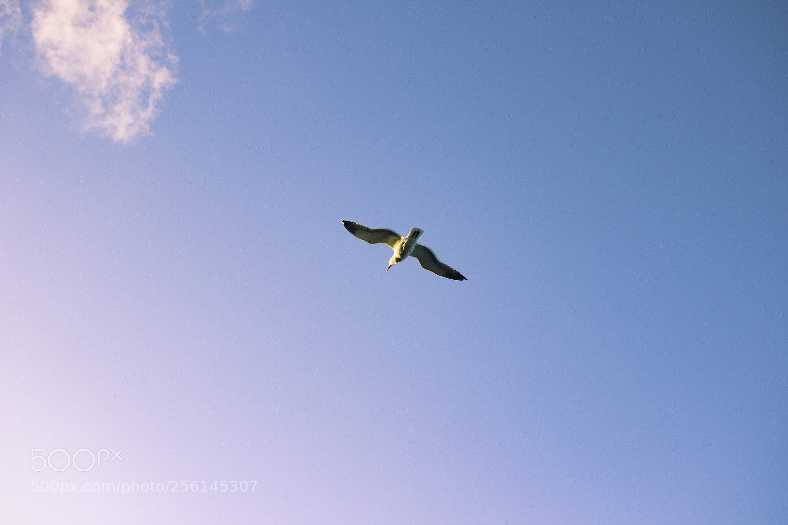 Canon EOS 600D (Rebel EOS T3i / EOS Kiss X5) sample photo. Flight photography
