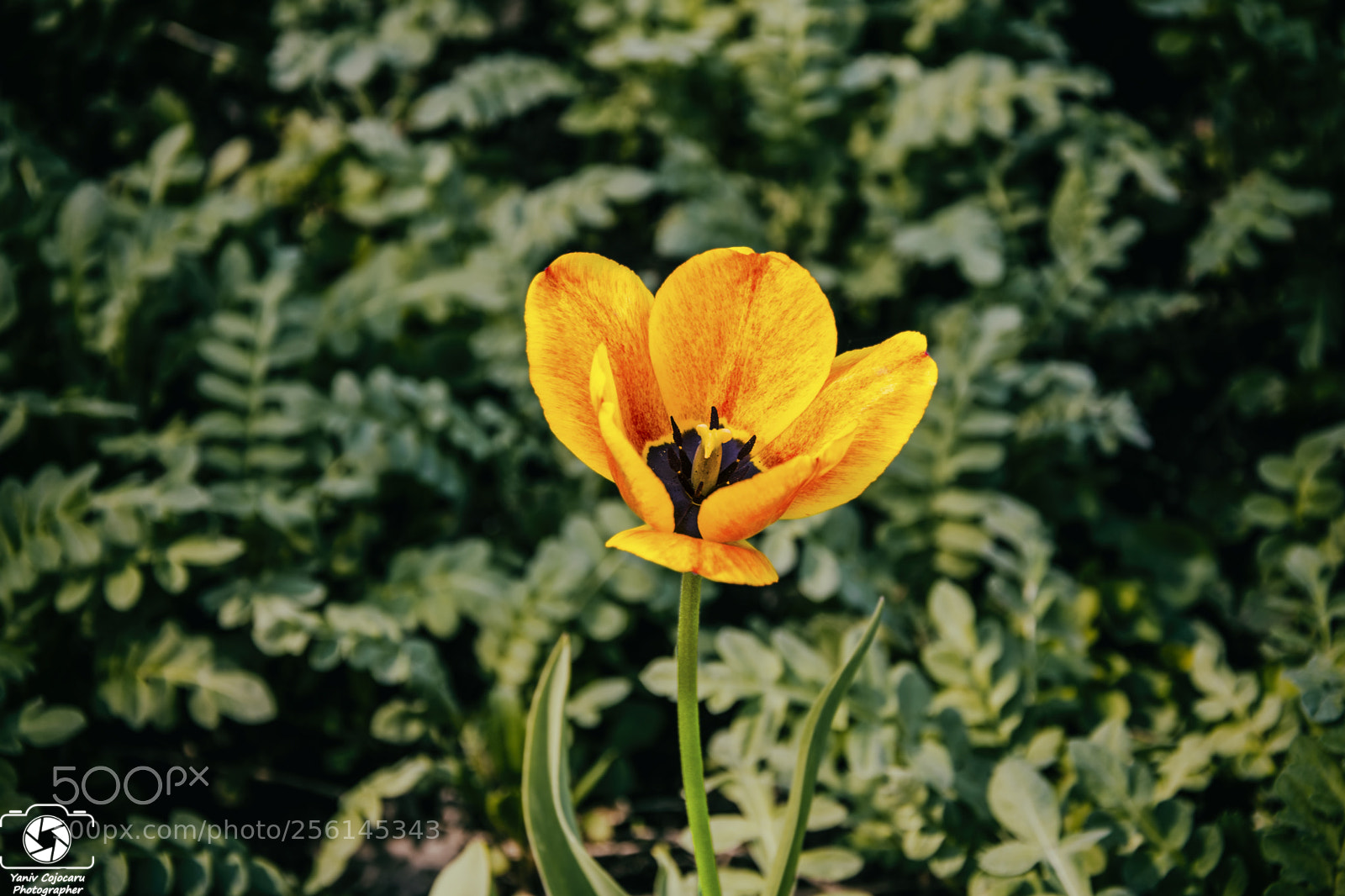Nikon D3300 sample photo. Fully bloomed photography