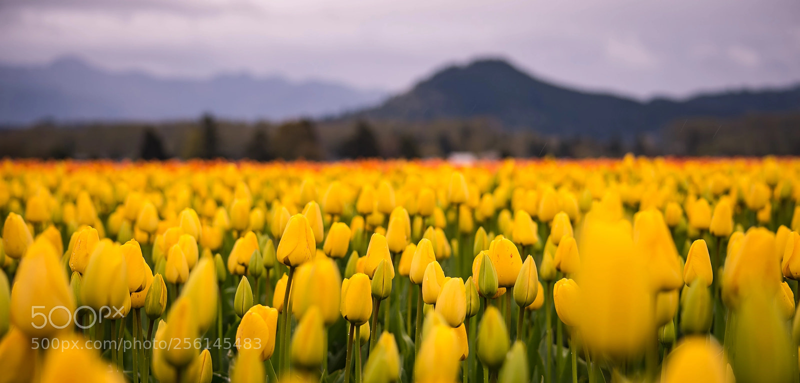 Nikon D750 sample photo. Skagit tulip festival photography