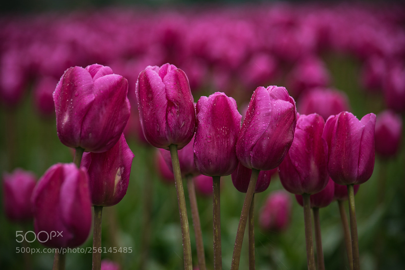 Nikon D750 sample photo. Skagit tulip festival photography