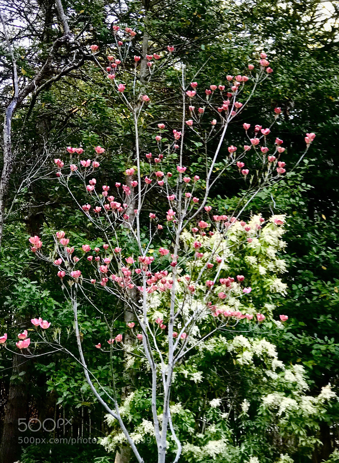 Apple iPhone 7 Plus sample photo. Pink dogwood budding  ii photography