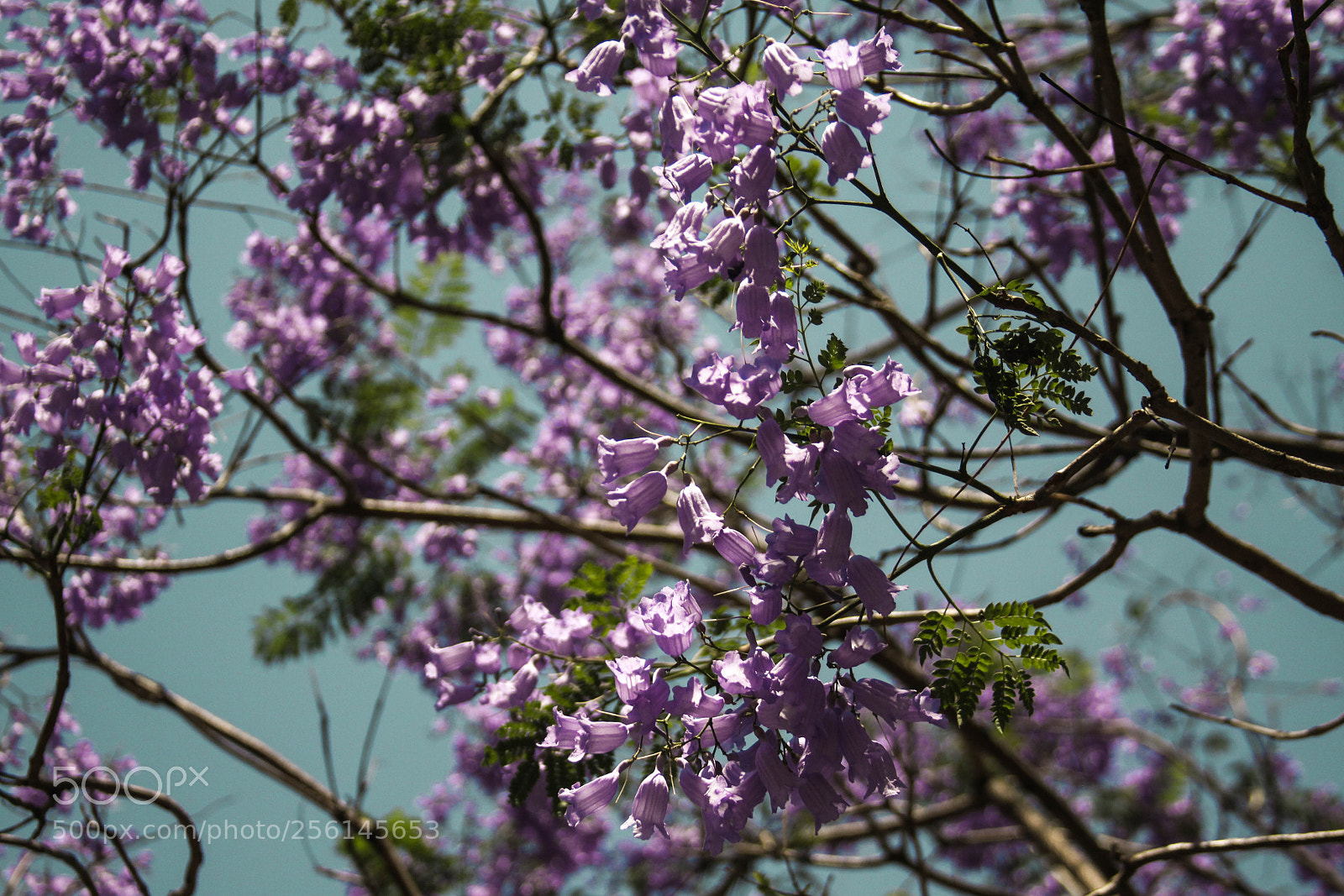 Canon EOS 50D sample photo. J a c a photography