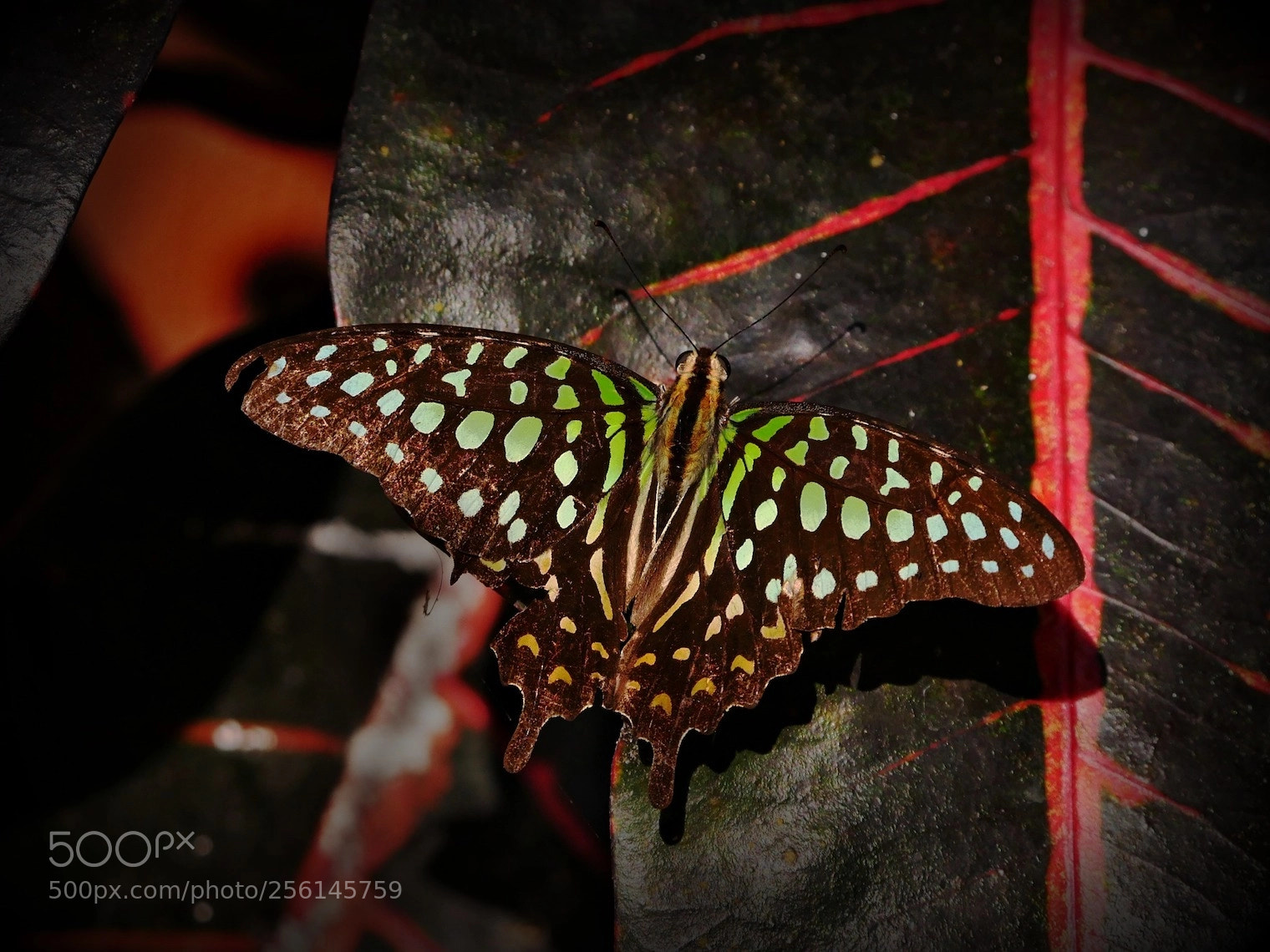 Panasonic Lumix DMC-GH4 sample photo. Butterfly on the ridge photography