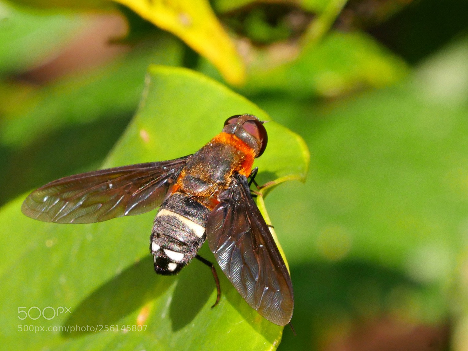 Panasonic Lumix DMC-GH4 sample photo. On the ridge photography