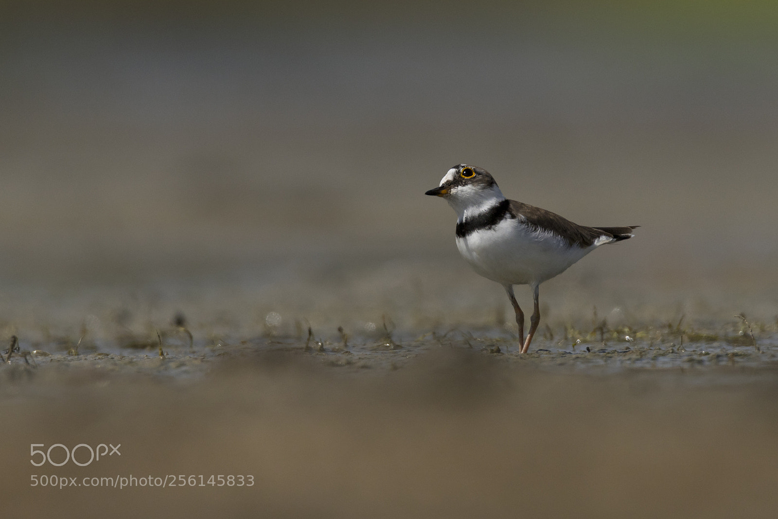 Canon EOS 7D Mark II sample photo. Little ringed plover breeding photography