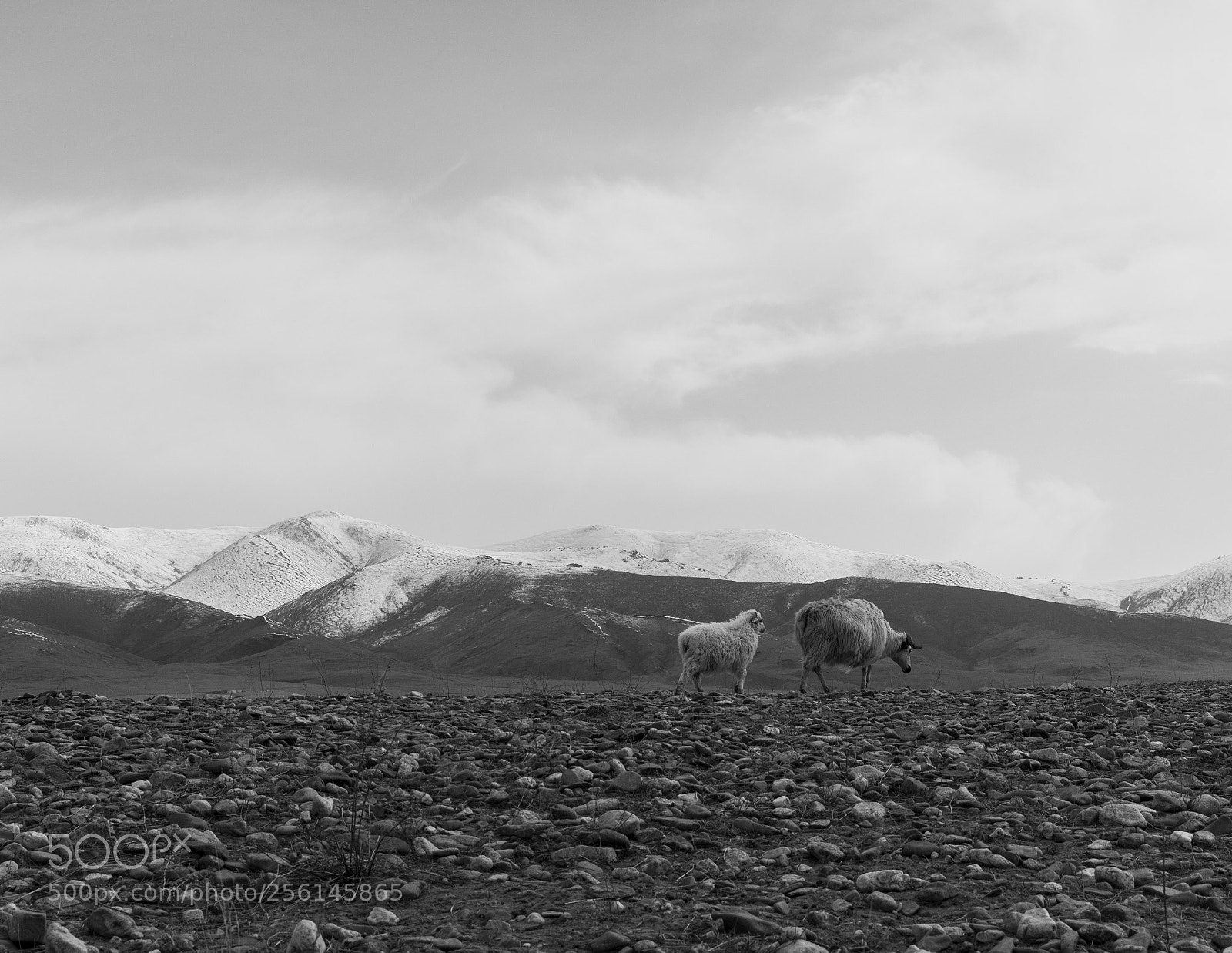 Sony a7 II sample photo. A cow and a photography